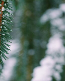 Snow Capped Pine
