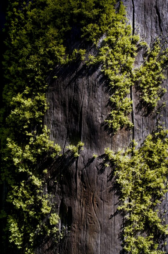 Mountain Moss & Amber