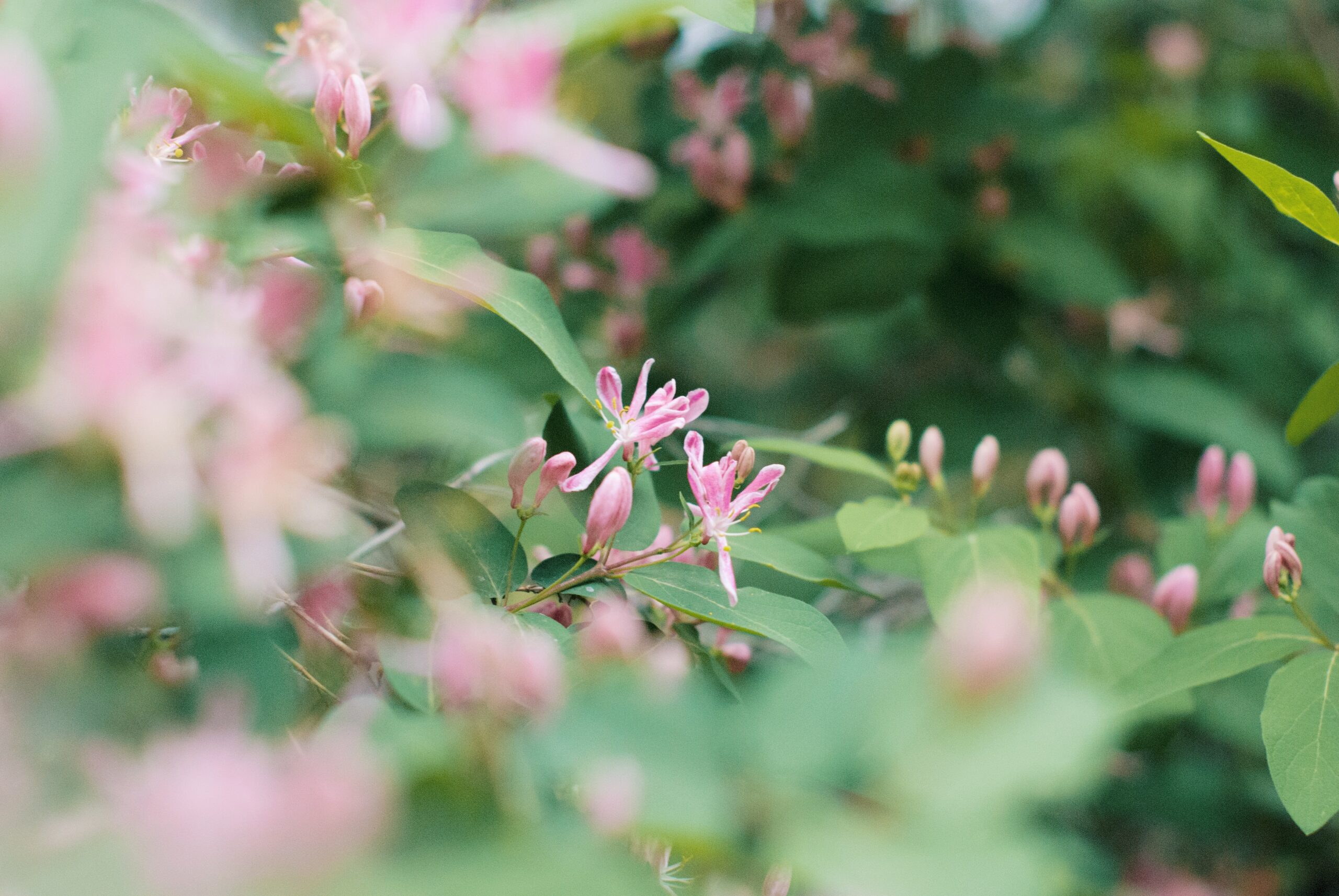 Honeysuckle & Jasmine