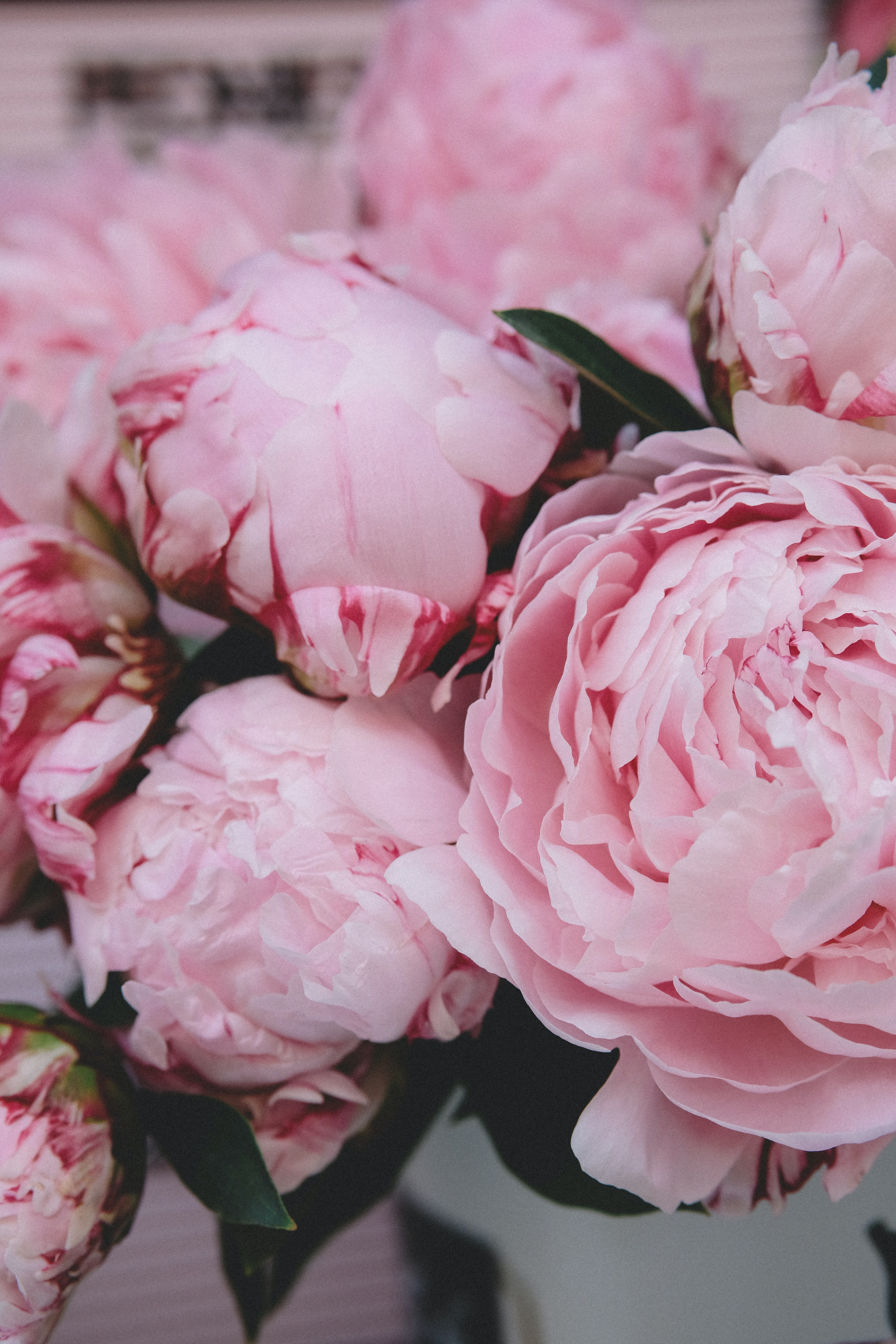 Peonies and rose