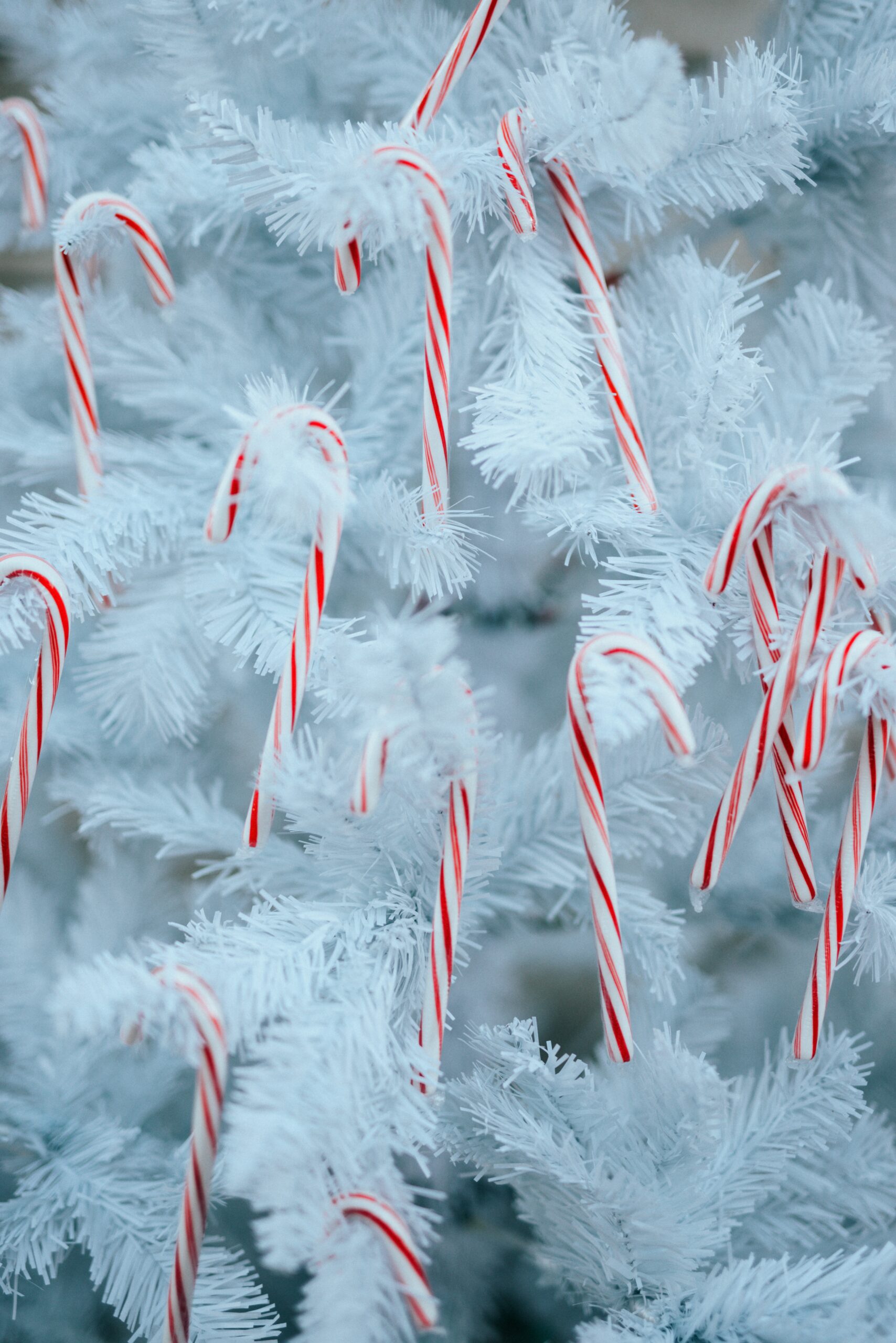 North Pole